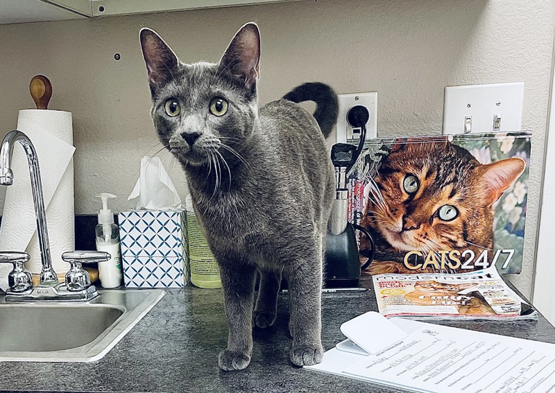 Carousel Slide 3: Cat veterinary care